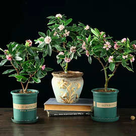 金边瑞香盆栽大小苗室内浓香型盆景植物花卉冬季观赏瑞香老桩带花