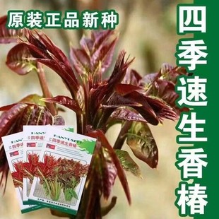 �ļ��㴻�N�������㴻�N�Ӽt�~�㴺ѿ��˷N���߲˷N���ļ����r��