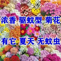 Семена хризантемы легко выращиваются и цветут в любое время года, комнатные семена в горшках от комаров, семена цветов для растений во внутреннем дворе.