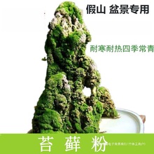 苔藓植物种子吸水石假山上水石盆景四季鲜活青苔种籽苔藓孢子粉