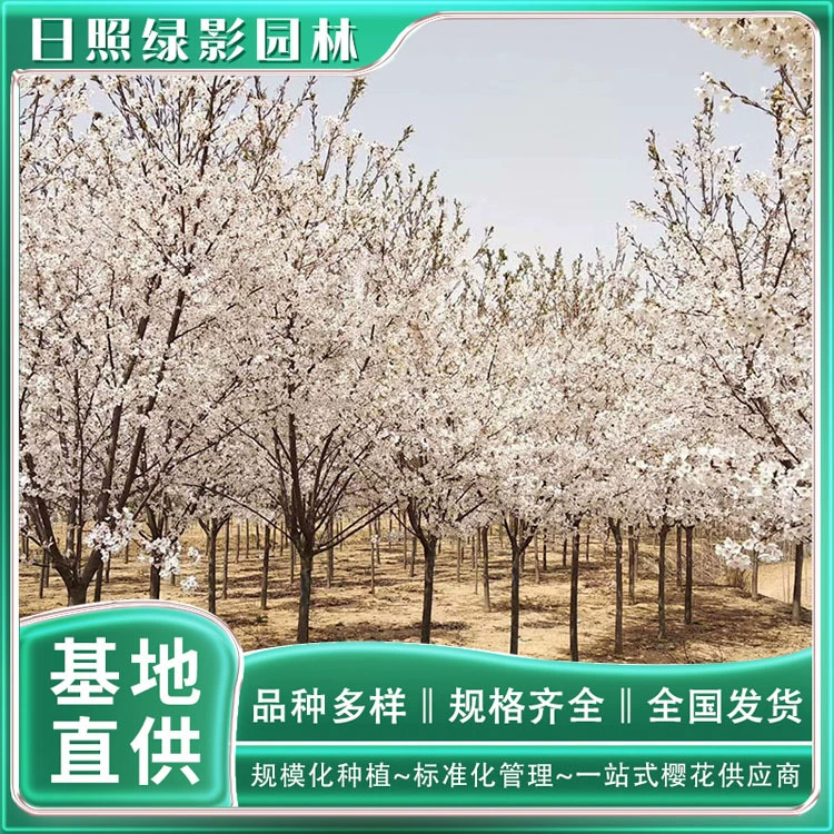 10 см хорошо окрашены Yoshino вишня посадки базы окрашены хорошо Yoshino вишня, где есть Зеленые тени Сады