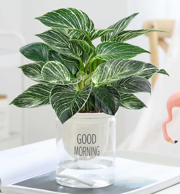 백금 다이아몬드 + 굿모닝 대야 + 무료 비료