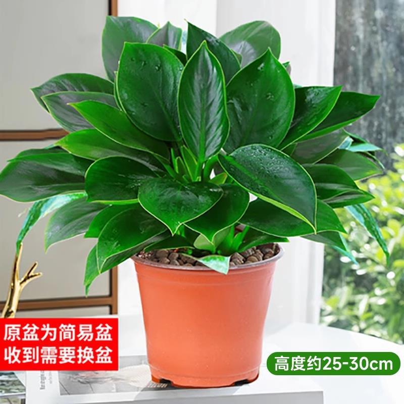 [핫셀 추천] 25-30cm 황금 다이아몬드 3개 + 오리지널 흙 냄비 + 영양액