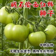 贼不偷西红柿种子绿西红柿洋柿子水果东北青番茄四季蔬菜种子