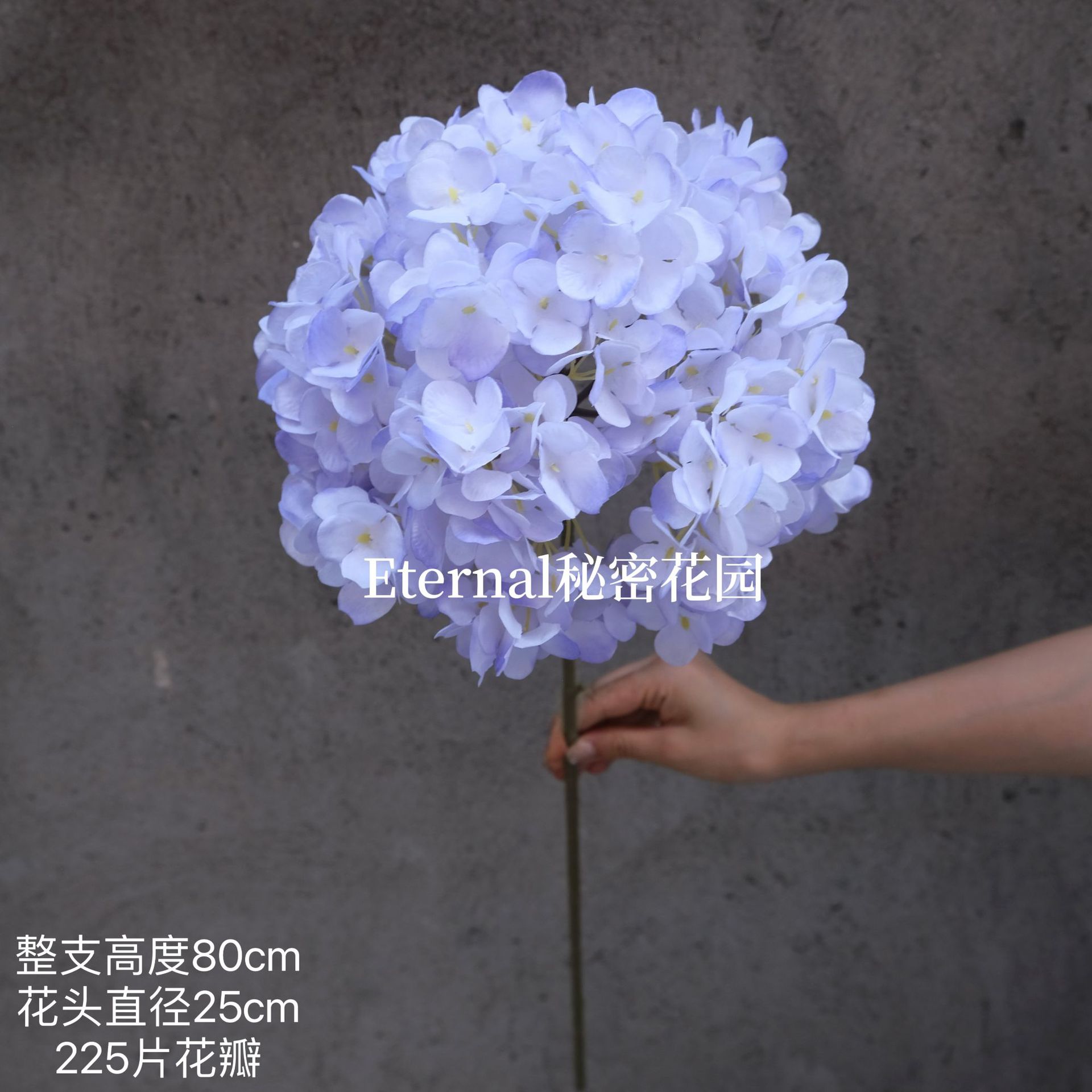 공주 수국 연보라색