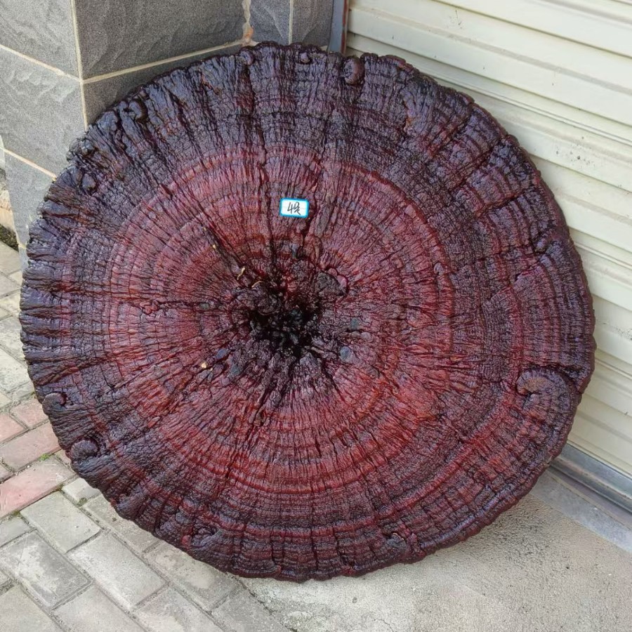 Large Purple Reishi Mushroom Display Piece 95cm Ling Zhi Ornamental Bonsai for Home and Entryway quality and texture