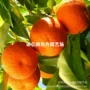 大分嫁接早熟盆栽果树苗