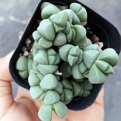 鹿角海棠 阳台办公室奇异多肉植物绿植盆栽花卉 带盆带土发货