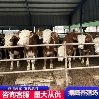 西门塔尔牛犊小牛3-6个月牛犊子供应改良肉牛鲁西黄牛
