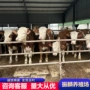 改良黄牛