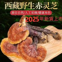 Ұ`֥`֥֦Ұ`֥ݲݾڼȻֱlb