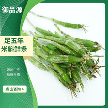 霍山御品源米斛鲜条足五年仿野外米斛鲜条新鲜现采批发产地直发
