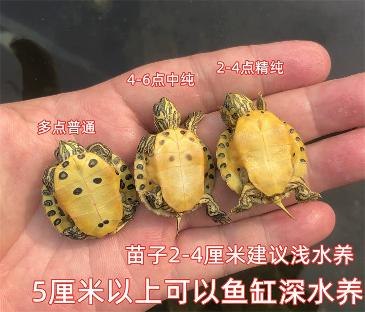 [深水黄耳龟乌龟活物冷水长寿龟家养宠物观赏小乌龟招财吃粪包邮]
