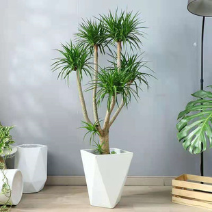 ���;Gֲ��횘���^��Ѫ�����F���҃ȿ͏d���Ի���ֲ���k�����辰