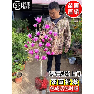 һ�����l���m���玧�����t���S�����m����ͥԺ����G����������ֲ