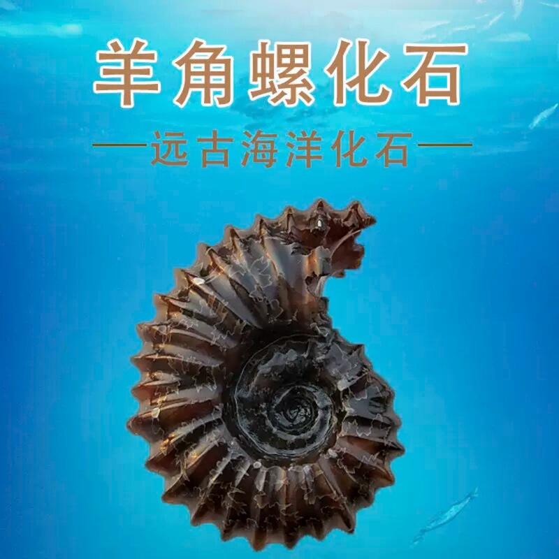 Madagascar conical snail fossil, petrified snail, Douvre ammonite, paleontological animal fossil, teaching specimen Madagascar conical snail fossil, petrified snail, Douvre ammonite, paleontological animal fossil, teaching specimen