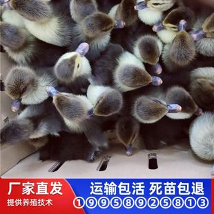 �ڷ�����һ���g������������������ʹ�NС�������С����w����