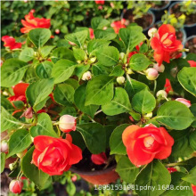 凤仙花大苗盆栽四季花卉开花多年生阳台庭院玻璃翠重瓣水梅花