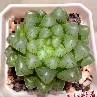 Blue Mirror Jade Dew Succulent Plant Desktop Office Florals Are Beautiful and Easy to Feed for Lazy People. Rare Potted Plants