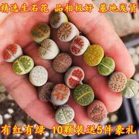 新手开店{50颗装}送大礼包生石花屁股花多肉植物南非混合发货
