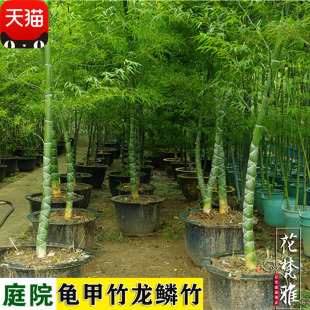 һ�����l�ļ��������F���[��������������ͥԺ�e���쾰���@ֲ���