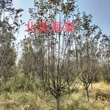 基地大量批发北美绚丽海棠D3-25公分土球园林绿化品种齐全