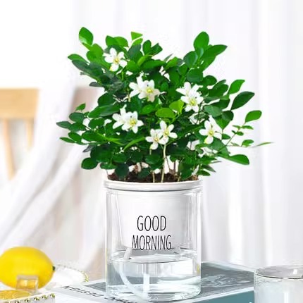 구리샹 [굿모닝 세면대] + 영양액