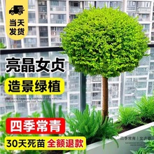 ����С�~Ůؑ��������Ůؑ���^���͘�e��ͥԺ���R���^ֲ���쾰