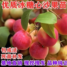 新品种龙丰果树苗嫁接苗东北大秋果苗耐寒南北方沙果树苗盆栽地栽