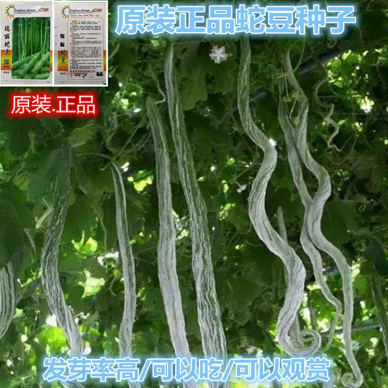 Семена овощных культур Змеиная фасоль Семена дыни Посев весной, летом и осенью Декоративные съедобные семена змеиной фасоли в горшке Устойчивость к болезням