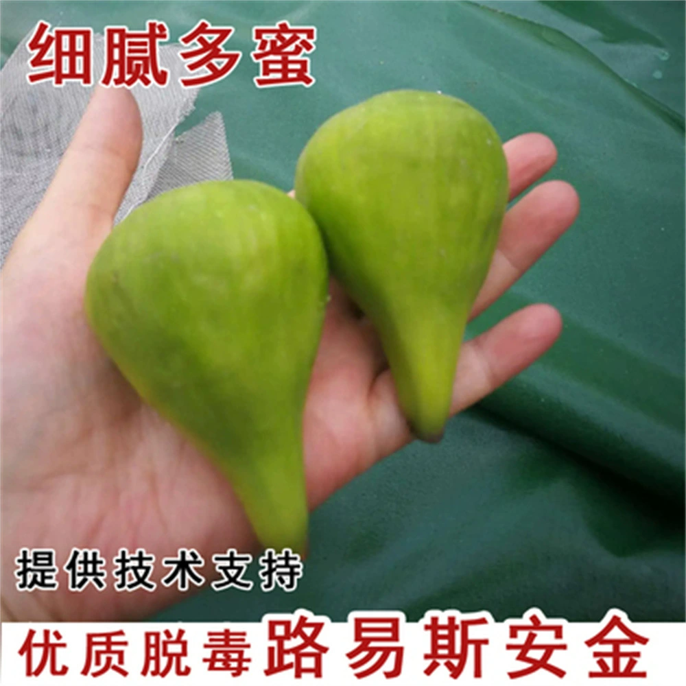 Новый сорт Хейл Рис Рассада Экстра-Большой сахар Сердце Рис Рассада Холодная устойчивость бассейна Посадка на севере