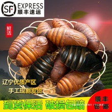 rQӼS]|خaʳĴSOӼӸߵҰsӼ