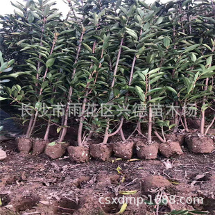 ���l�������� ����ɺ����С��G�h���� Ҏ���Rȫ