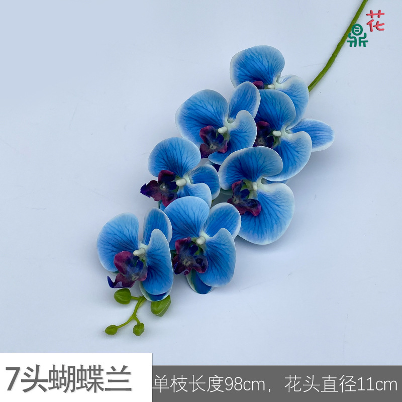 7 phalaenopsis GFG #7 화이트 에지 다크 블루