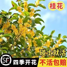 �𻨷N�ӽ���y�𵤹�������ɰ���ļ��ͺ����N���������Ԙ�N��