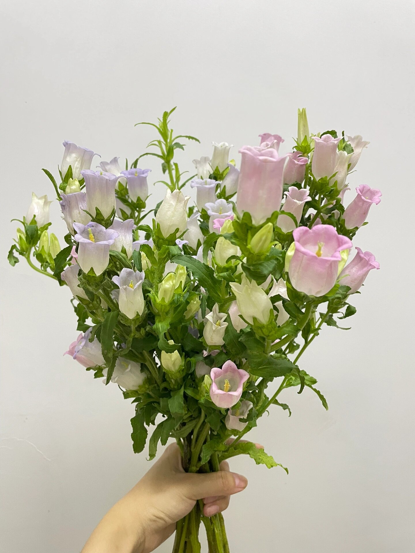 Campanula flower bell flower family life fresh cut flowers Kunming base direct delivery SF Express free shipping 10
