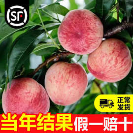 早熟水蜜桃树苗南方北方种植树苗嫁接特大黄桃树当年结果桃树果苗