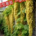 （一件代发）葡萄树种子 红提子种美人指巨峰夏黑葡萄籽批发