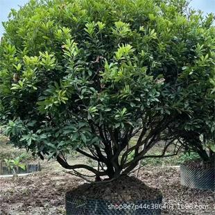 �����������ݘ��ۙ��������֘����l5-60��