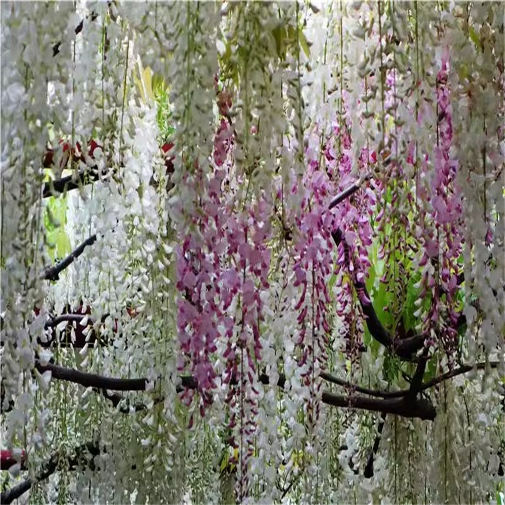 Трехфутовые саженцы цветов глицинии двор балкон вьющиеся растения вьющиеся морозостойкие цветы рассада деревьев глицинии душистые саженцы