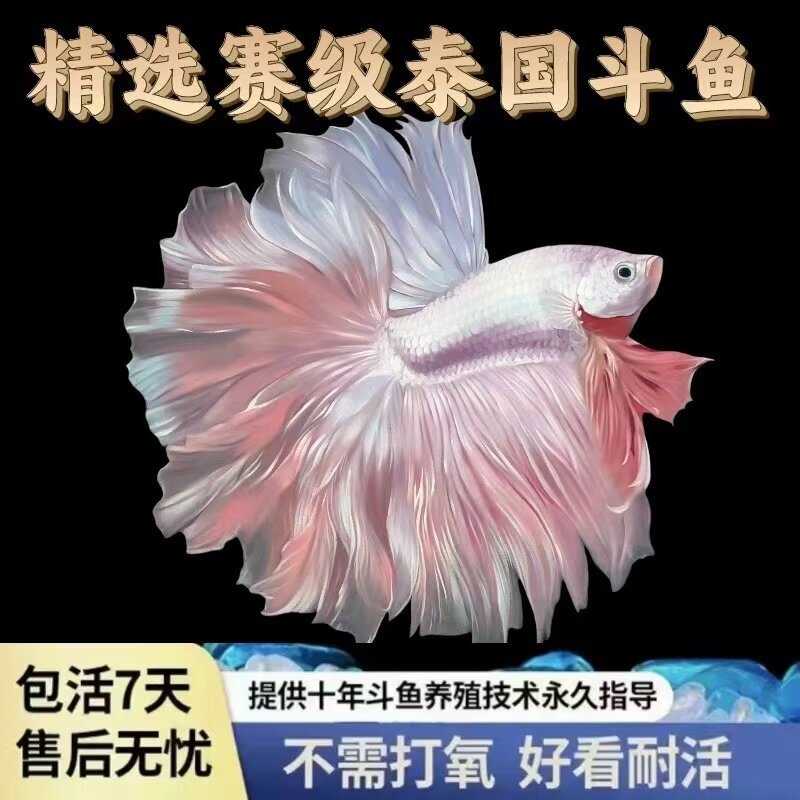 Thai Fighting Fish, Fairy-Style Pure White Half-Moon, Super Beautiful, Popular Small Freshwater Tropical Coldwater Ornamental Fish, Easy to Care for and Hardy