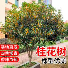 �𻨘�������㵤������S���ͥԺ�̨�e�����������ͺ��ļ���