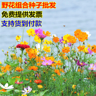 Ұ���M�ϷN�Ӷ��������N���ļ��N�׻��ѻ�������ͥԺ�ļ��_������