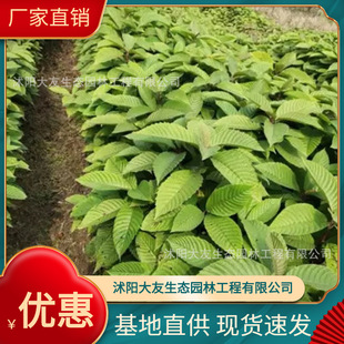 �������l �Ԯa���Nϲ���� ���^�쾰��·�@�ֹ��̾G����