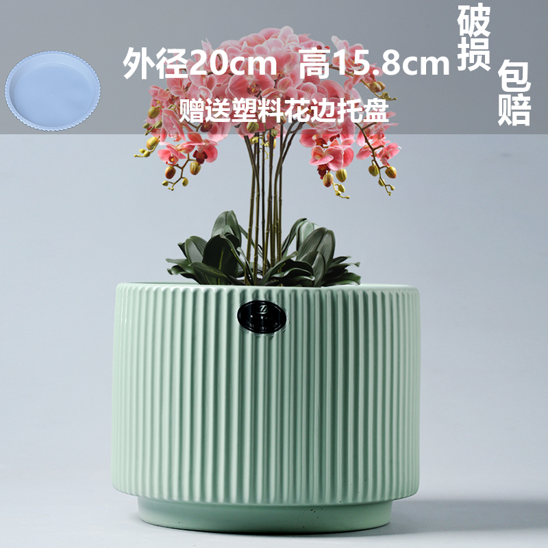 세라믹 - 고급 무광택 초대형 아테네 티 그린(플라스틱 트레이 포함) - 대형