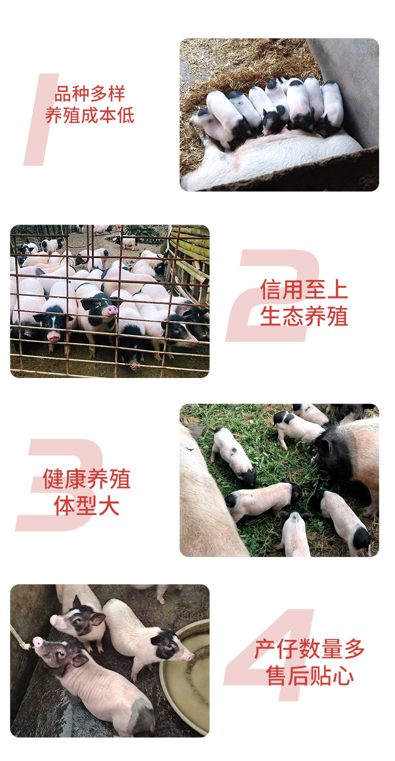 巴马香猪详情_03.jpg