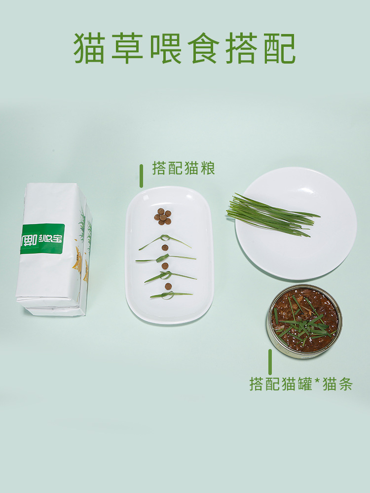 Cat grass nuevo bolsillo cebada en maceta perezosa hidroponía sin suelo gatos herbaceous bulb cat snack