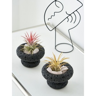 Air Pineapple Lazy People Good Raise Creative Small Potted Plants Aromatherapy Indoor Desktop Green Plants Office Plants Fun Gift