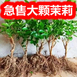 �Ϙ��������w�ļ����򻨲�Gֲ�����ذ����ʹ�������辰������