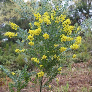 Direct Sales from the Base of Silver-Leafed Acacia, Direct Sales from the Place of Origin, Landscaping Projects, Road Landscaping and Greening